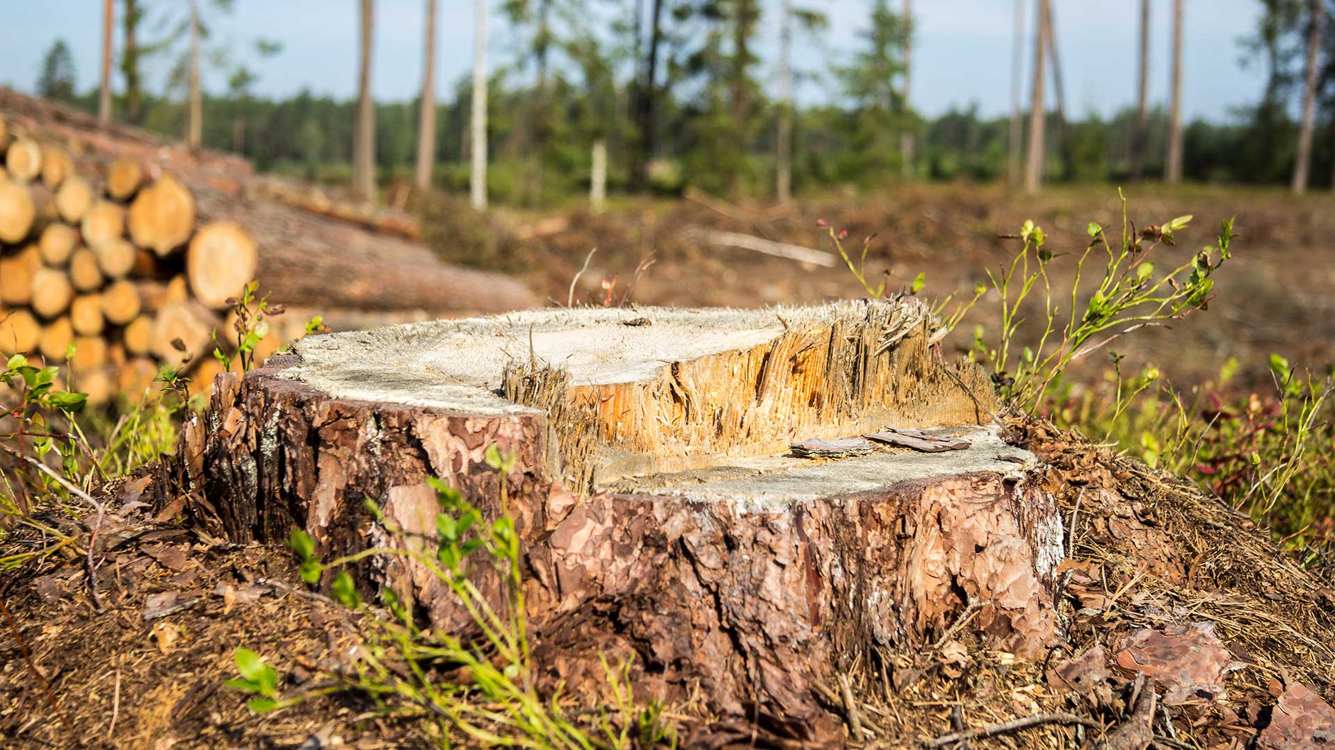 Ecology and the Economy: The Problems of Coexistence