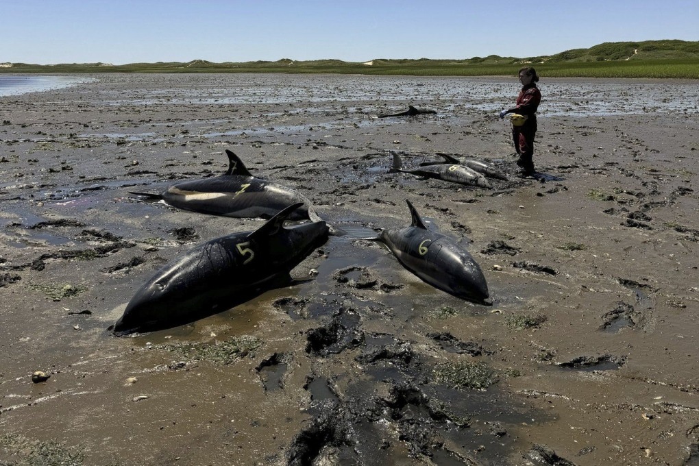 stranded dolphins in cape codeJune28 2024