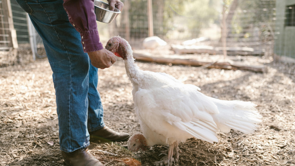 Longtime Maine Poultry Farmer Says State Wants Him to Destroy 300+ Turkeys Over Labeling Issues, Demands Farmer is Nice to State Officials or Pay $28,000