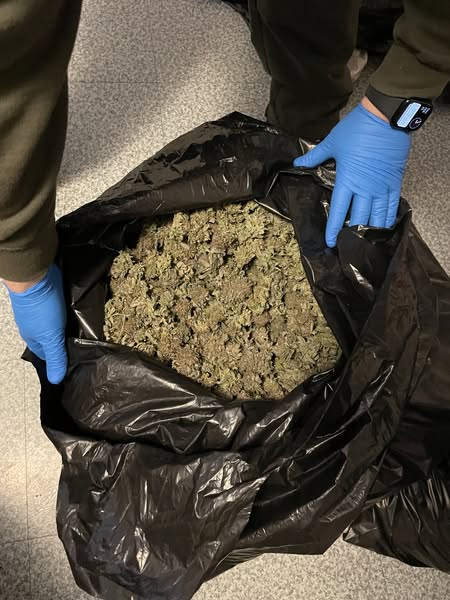 Man Enters Guilty Plea in Maine’s First Federal Case for Illegal Marijuana Grow House