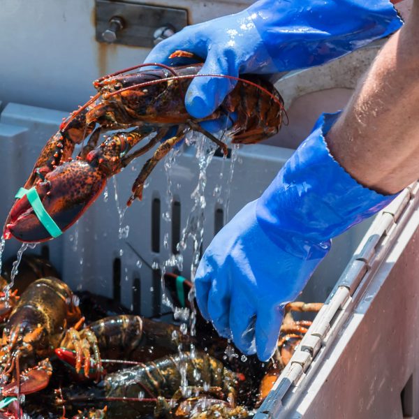 Canadian Lobstermen Ordered To Pull Their Traps&hellip;