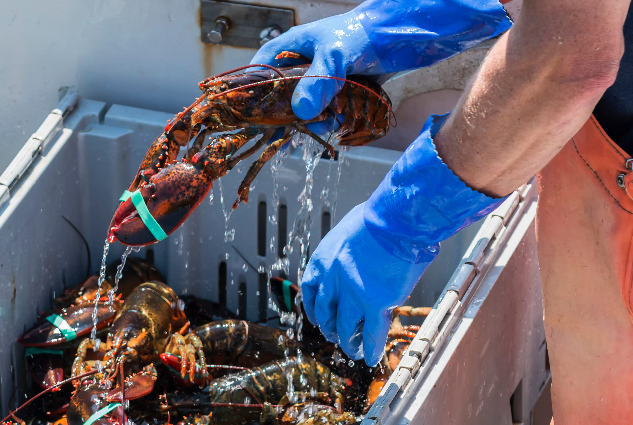 Canadian Lobstermen Ordered To Pull Their Traps To Make Way For ‘Endangered’ Right Whales