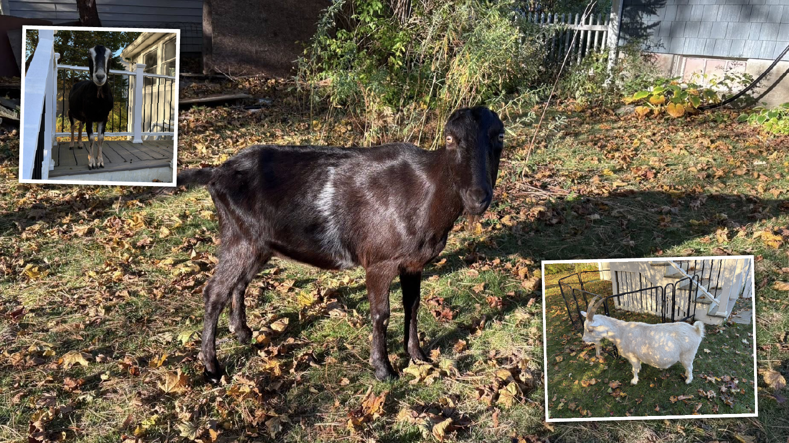 Maine Goat Brush-Clearing Business Suddenly Ruled Illegal, Owner Claims Scapegoating