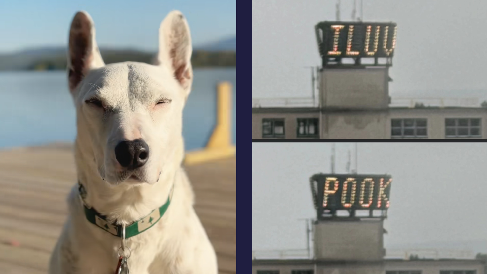‘I Love Pook’: Portland’s Time and Temperature Sign Lights Up With Viral Tribute to Viral Bull Terrier