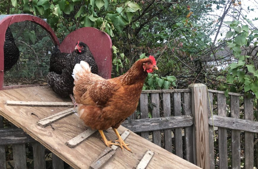 High-Powered Pol Has A Dozen Young Chicks  And Its Not&hellip;