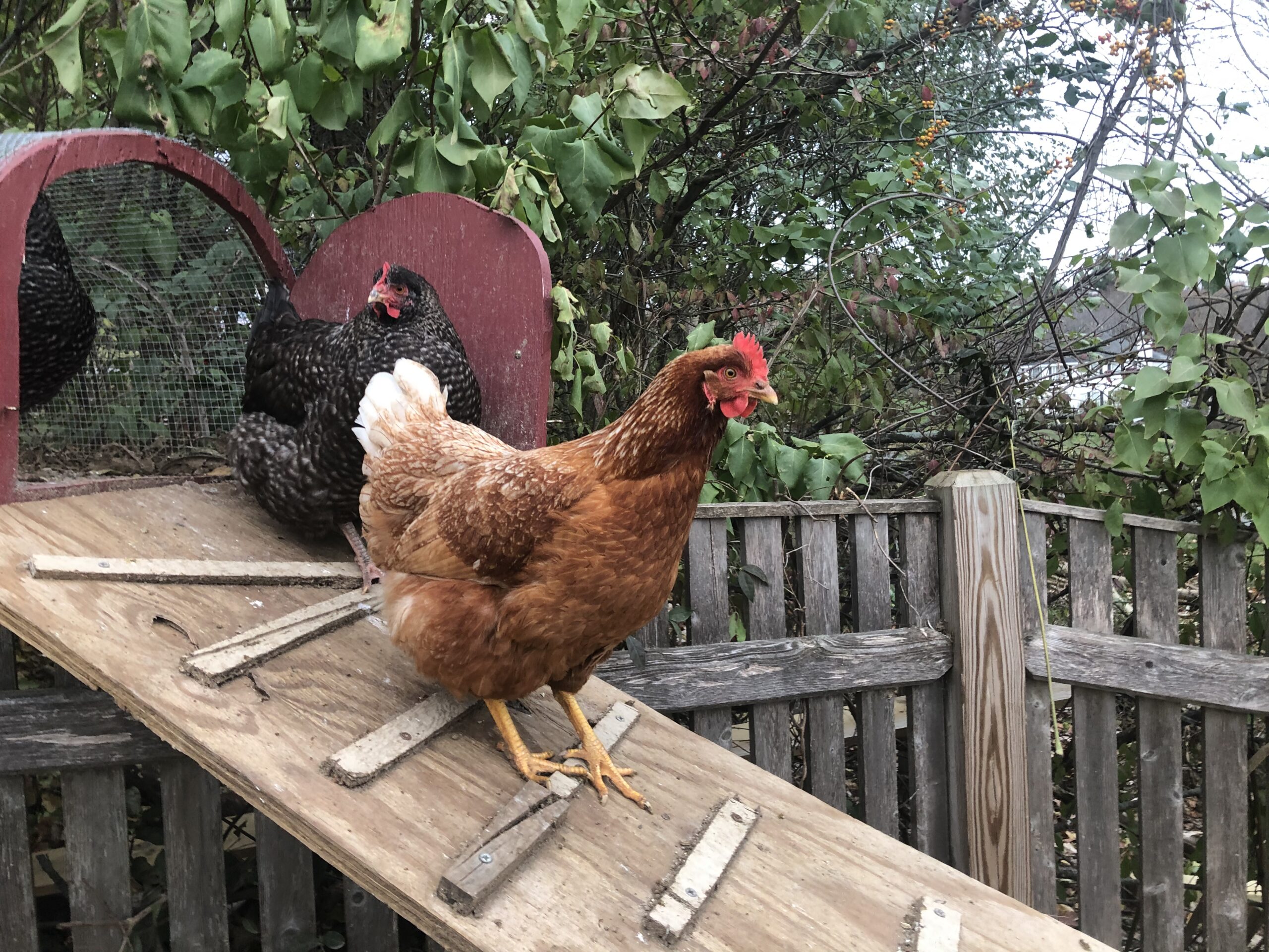 High-Powered Pol Has A Dozen Young Chicks – And It’s Not Graham Platner