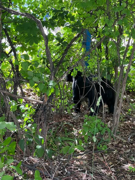 Bear Wandered Across Portland Downtown and Hotel&hellip;
