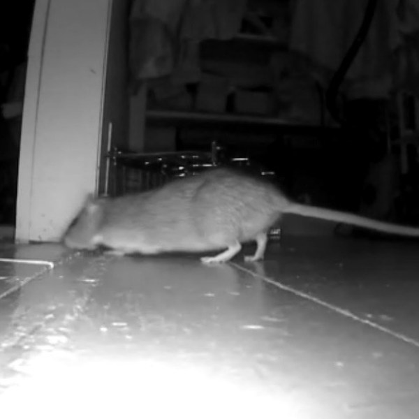 Rats Get A Reprieve As Maine Pesticide Board Outlaws Rodent Poison